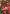 Crimson Lilies Flag | Floral Flags | Spring Flags | Summer Flags | Yard Flag