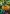 Marigold and Bee Flag | Floral Flags | Yard Flags | Summer Flags
