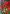Red Poppies Flag | House Flags | Garden Flags | Yard Flags | Floral Flags
