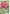 Capistrano Peony House Flag | Floral Flags | Spring Flags | Yard Flags