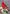 Red Beauty Flag | Winter Flags | Bird Flags | Cardinal Flags | Cool Flags